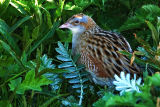 Corncrake 